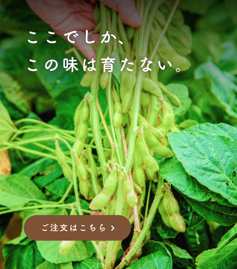 鶴岡の畑で育てた特別なだだちゃ豆。産地直送の新鮮な枝豆を通販でお届け。